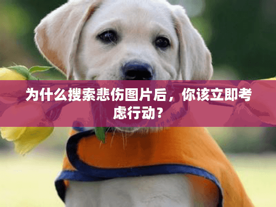 为什么搜索悲伤图片后，你该立即考虑行动？