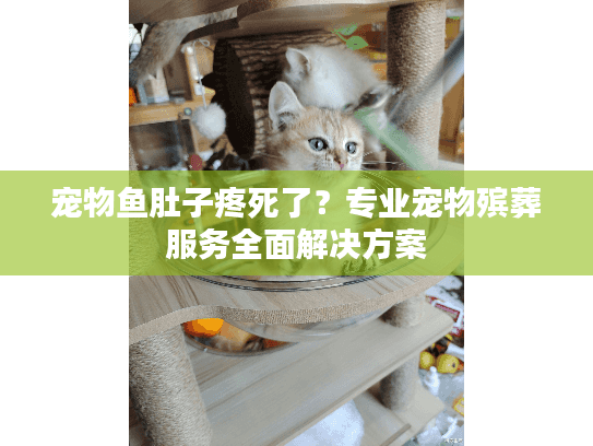 宠物鱼肚子疼死了？专业宠物殡葬服务全面解决方案