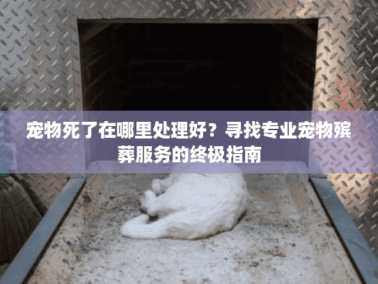 宠物死了在哪里处理好？寻找专业宠物殡葬服务的终极指南