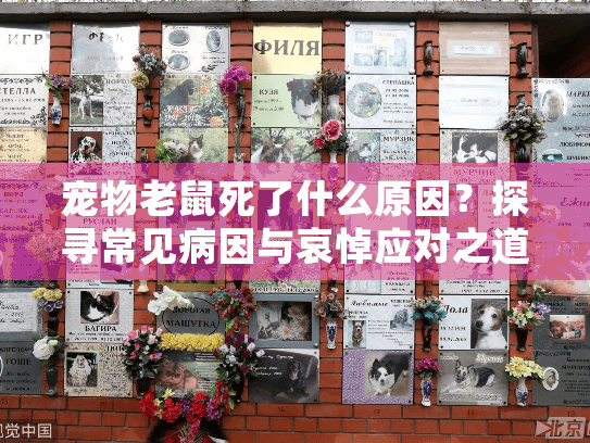 宠物老鼠死了什么原因？探寻常见病因与哀悼应对之道