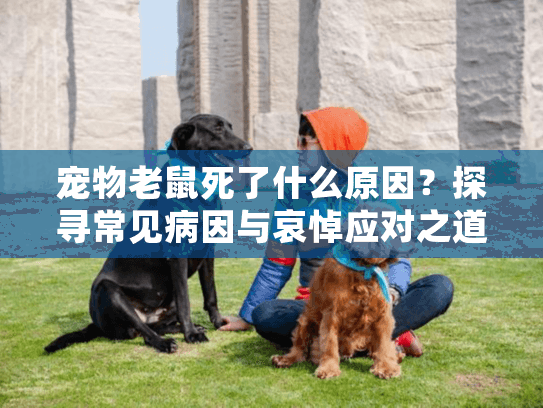 宠物老鼠死了什么原因？探寻常见病因与哀悼应对之道