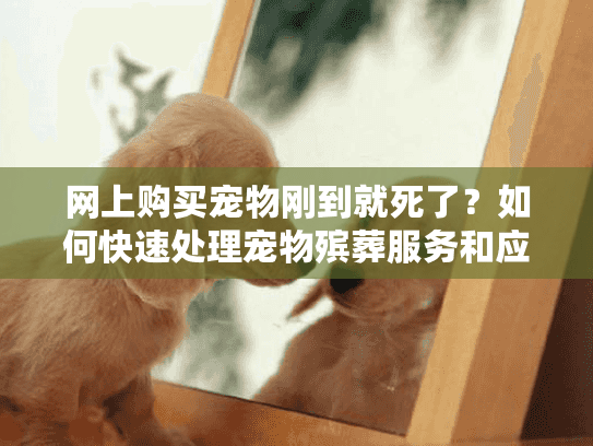 网上购买宠物刚到就死了？如何快速处理宠物殡葬服务和应对悲伤