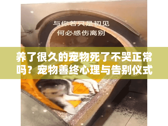 养了很久的宠物死了不哭正常吗？宠物善终心理与告别仪式指南