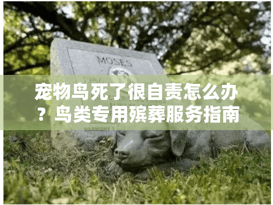 宠物鸟死了很自责怎么办？鸟类专用殡葬服务指南