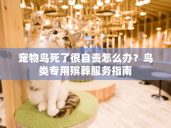 宠物鸟死了很自责怎么办？鸟类专用殡葬服务指南