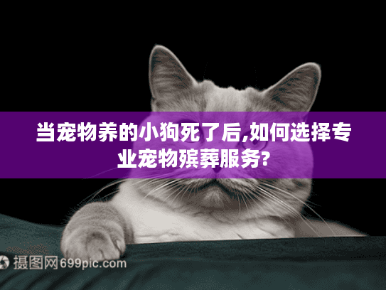当宠物养的小狗死了后,如何选择专业宠物殡葬服务?