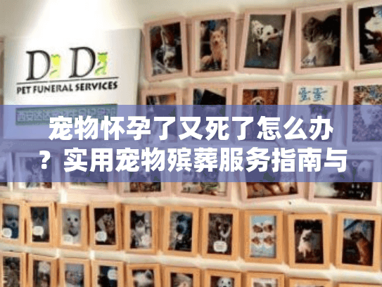 宠物怀孕了又死了怎么办？实用宠物殡葬服务指南与情感支持策略