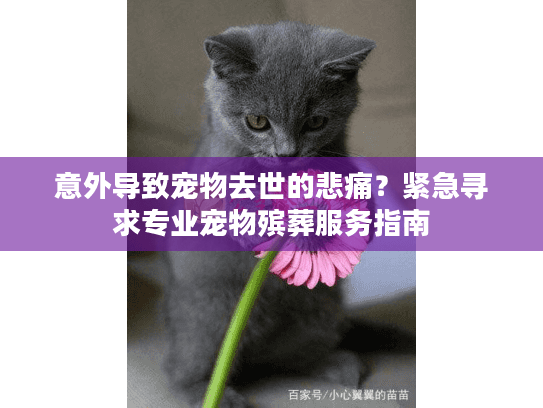 意外导致宠物去世的悲痛？紧急寻求专业宠物殡葬服务指南