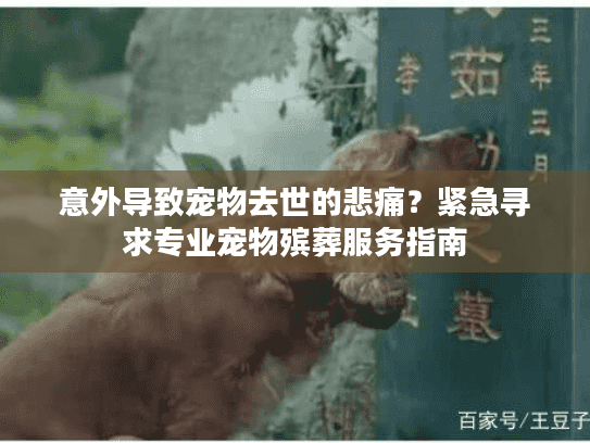 意外导致宠物去世的悲痛？紧急寻求专业宠物殡葬服务指南