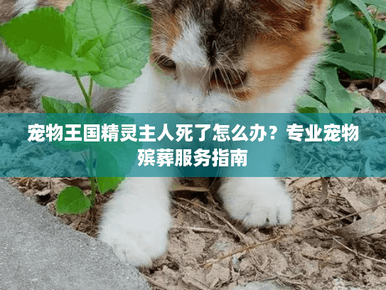 宠物王国精灵主人死了怎么办？专业宠物殡葬服务指南