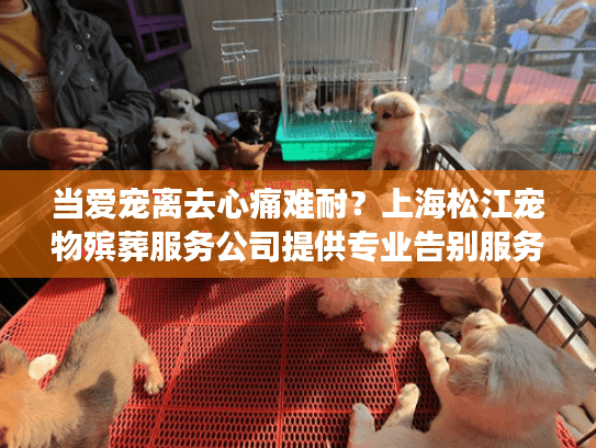 当爱宠离去心痛难耐？上海松江宠物殡葬服务公司提供专业告别服务