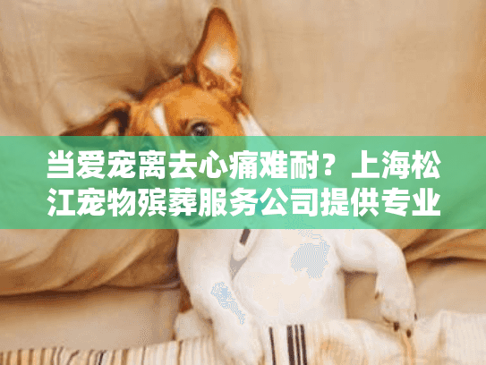 当爱宠离去心痛难耐？上海松江宠物殡葬服务公司提供专业告别服务