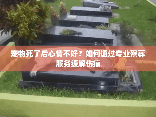 宠物死了后心情不好?如何通过专业殡葬服务缓解伤痛 宠物死了后心情不好?如何通过专业殡葬服务缓解伤痛