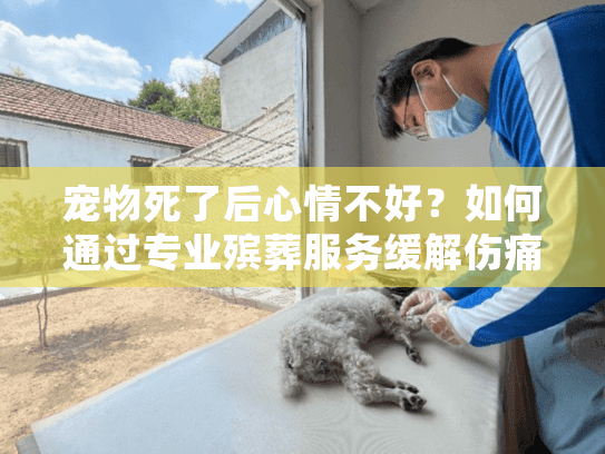 宠物死了后心情不好?如何通过专业殡葬服务缓解伤痛 宠物死了后心情不好?如何通过专业殡葬服务缓解伤痛