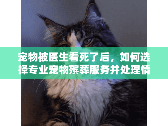 宠物被医生看死了后，如何选择专业宠物殡葬服务并处理情感创伤？