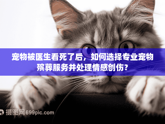 宠物被医生看死了后，如何选择专业宠物殡葬服务并处理情感创伤？