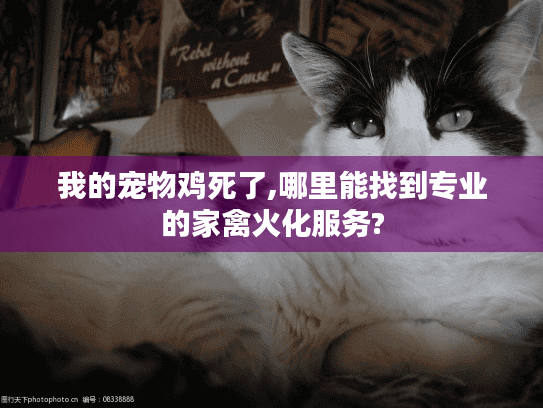 我的宠物鸡死了,哪里能找到专业的家禽火化服务?