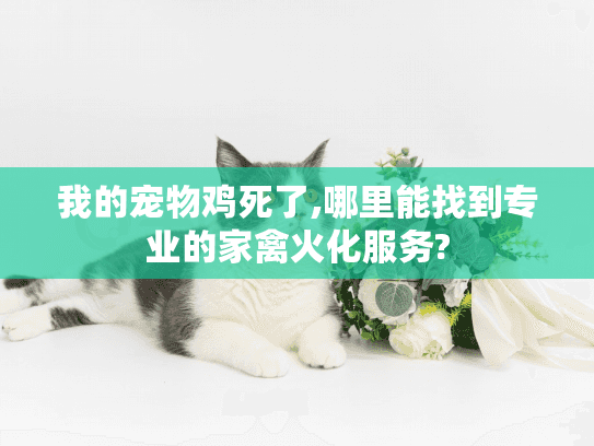 我的宠物鸡死了,哪里能找到专业的家禽火化服务?