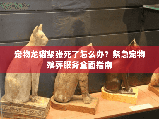 宠物龙猫紧张死了怎么办？紧急宠物殡葬服务全面指南