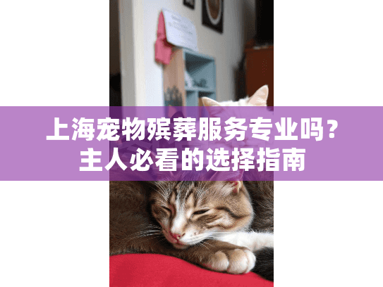 上海宠物殡葬服务专业吗？主人必看的选择指南