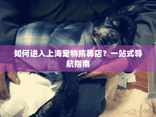 如何进入上海宠物殡葬店？一站式导航指南