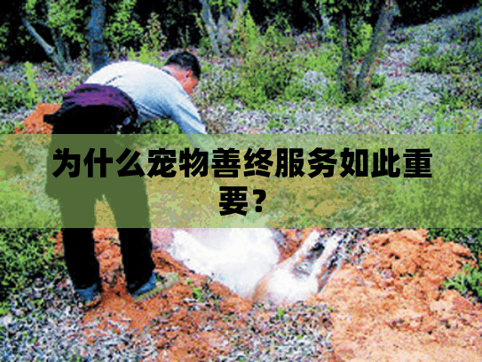 为什么宠物善终服务如此重要？