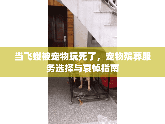 当飞蛾被宠物玩死了，宠物殡葬服务选择与哀悼指南