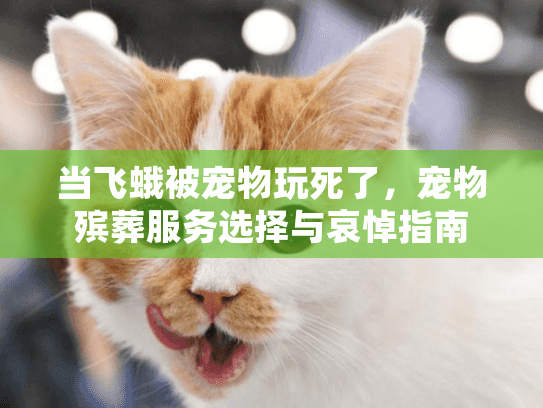 当飞蛾被宠物玩死了，宠物殡葬服务选择与哀悼指南