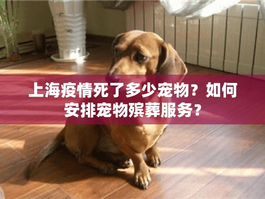 上海疫情死了多少宠物？如何安排宠物殡葬服务？