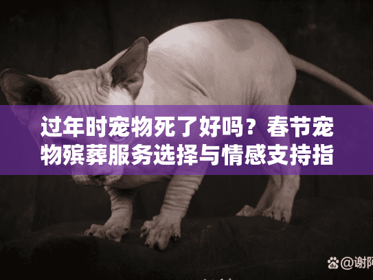 过年时宠物死了好吗？春节宠物殡葬服务选择与情感支持指南