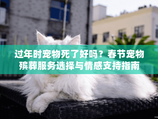 过年时宠物死了好吗？春节宠物殡葬服务选择与情感支持指南