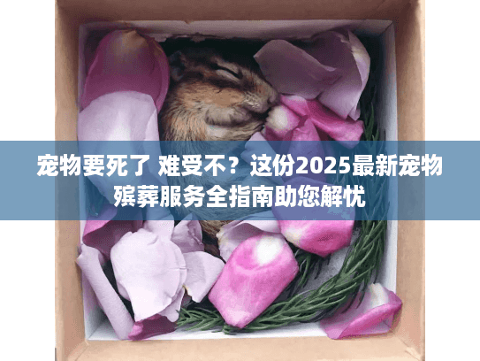 宠物要死了 难受不？这份2025最新宠物殡葬服务全指南助您解忧