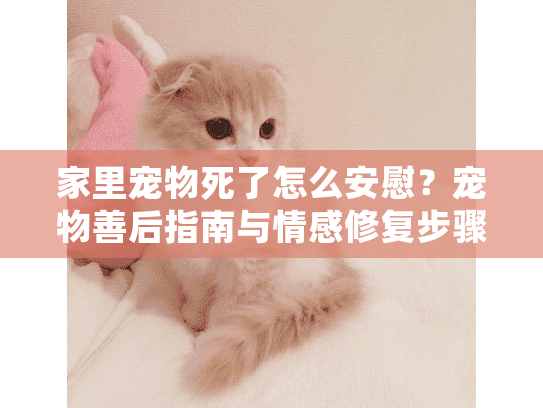 家里宠物死了怎么安慰？宠物善后指南与情感修复步骤