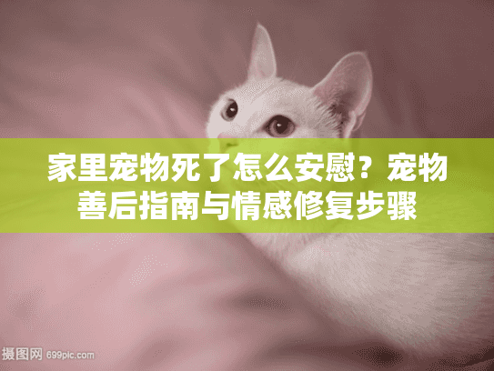家里宠物死了怎么安慰？宠物善后指南与情感修复步骤
