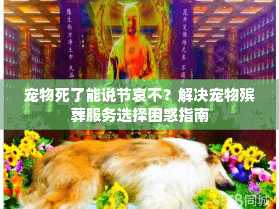 宠物死了能说节哀不？解决宠物殡葬服务选择困惑指南