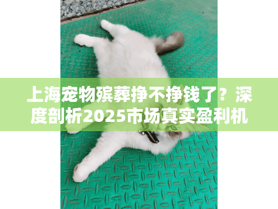 上海宠物殡葬挣不挣钱了？深度剖析2025市场真实盈利机会