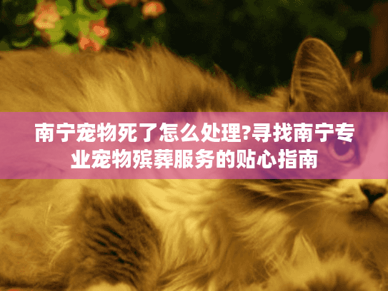 南宁宠物死了怎么处理?寻找南宁专业宠物殡葬服务的贴心指南
