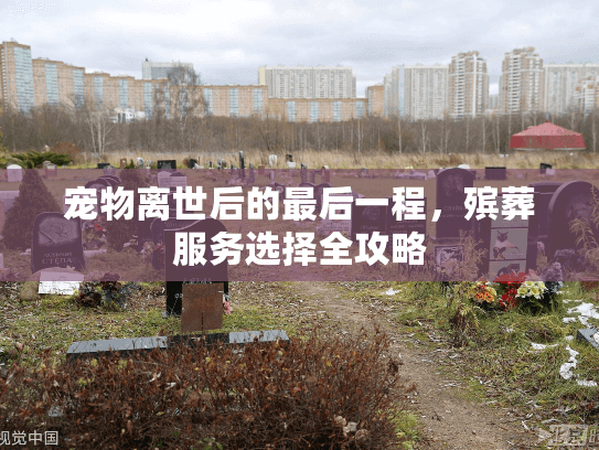 宠物离世后的最后一程，殡葬服务选择全攻略