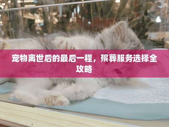 宠物离世后的最后一程，殡葬服务选择全攻略