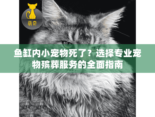 鱼缸内小宠物死了？选择专业宠物殡葬服务的全面指南