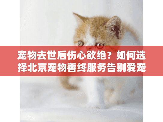 宠物去世后伤心欲绝？如何选择北京宠物善终服务告别爱宠