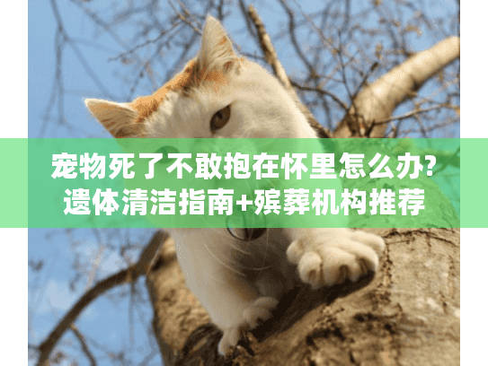 宠物死了不敢抱在怀里怎么办?遗体清洁指南+殡葬机构推荐