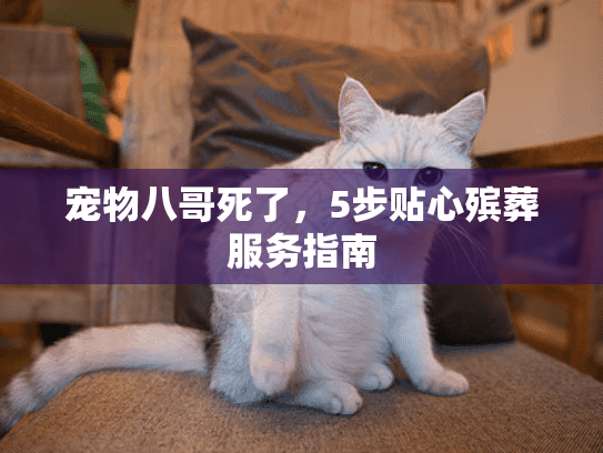 宠物八哥死了，5步贴心殡葬服务指南