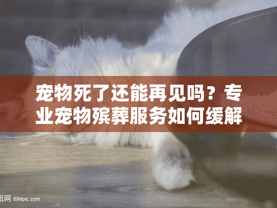 宠物死了还能再见吗？专业宠物殡葬服务如何缓解你的思念伤痛？