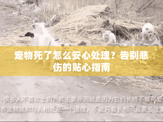 宠物死了怎么安心处理？告别悲伤的贴心指南