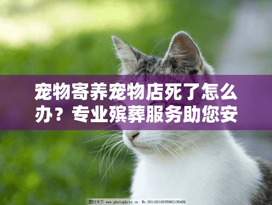 宠物寄养宠物店死了怎么办？专业殡葬服务助您安心告别