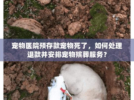宠物医院预存款宠物死了，如何处理退款并安排宠物殡葬服务？