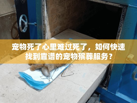 宠物死了心里难过死了，如何快速找到靠谱的宠物殡葬服务？