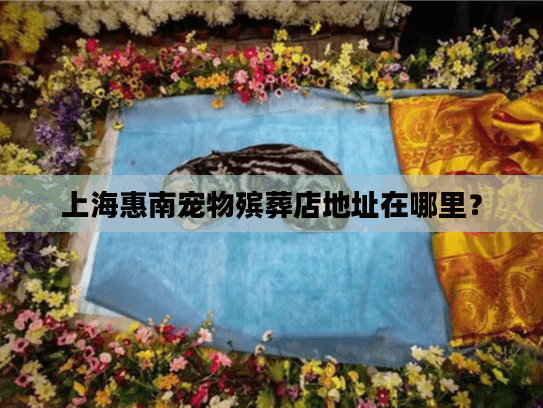 上海惠南宠物殡葬店地址在哪里？
