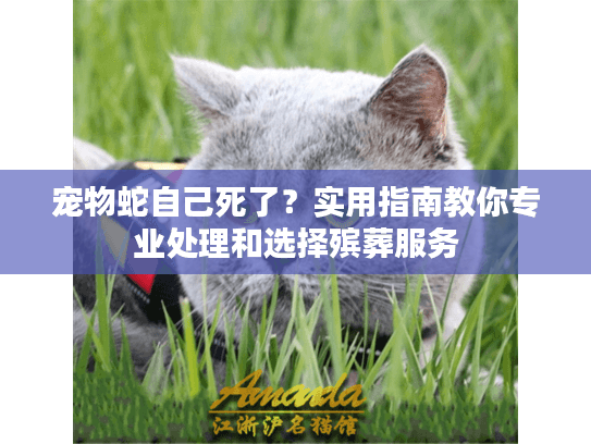 宠物蛇自己死了？实用指南教你专业处理和选择殡葬服务